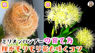 ミリオンバンブーの育て方、枯れる原因の分析、ビタミン剤で超発根！花も楽しめる|花子