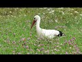 the white stork wild world