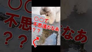 ○○てふしぎだなあ？？#あにまるず #ショート #ふくろう #カカポ #かわいい動物動画 #おもしろ動物動画 #犬