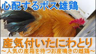 産気づいたニワトリ～人気の産箱を待つお産鳴きの雌鶏を心配するボス雄鶏～