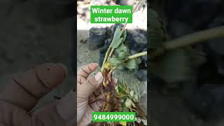 Strawberry plants all over India delivery whatsapp.9484999000