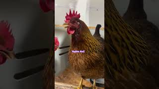 முருங்க மரத்துல எதுக்குடி ஏr #funny_chicken comedy |@yogithaatoz 😂😂😂🙏🙏🙏🙏🙏😄😄😄😄