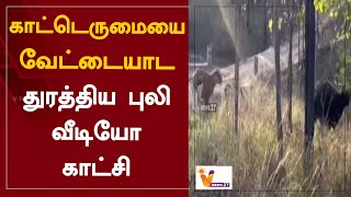 காட்டெருமையை வேட்டையாட துரத்திய புலி - வீடியோ காட்சி | Nilagiri | Tiger