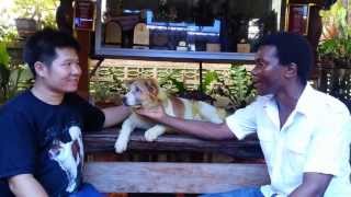 Thai bangkaew Dog of Chumsangsongkram kennel Phitsanulok Thailand