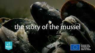 The story of the mussel - EN