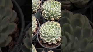 Echeveria Blue Minima Variegata-Senyang Horticulture China Succulents