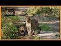 A leopard love affair