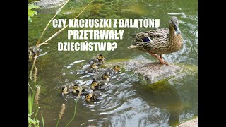 Czy kaczuszki z Balatonu przetrwały dzieciństwo