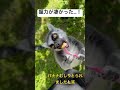 【富士サファリパーク】ワオキツネザルの握力と可愛いさに驚き🐒‼️