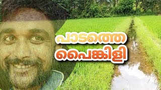 എൻ്റെ കാഴ്ച്ചകൾ 008 / പച്ച പരവതാനി വിരിച്ചതുപോലെ എൻ്റെ ഗ്രാമം 🥰 #pravysvlogs