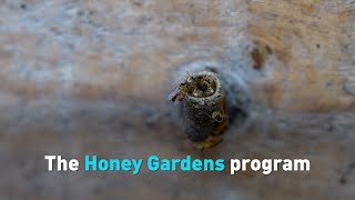 The Honey Gardens program