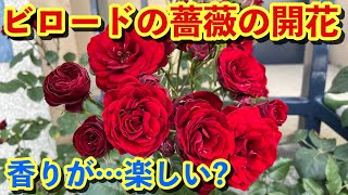 Flower699ガーデン6/3今週の変化はピンクのミニ薔薇が満開、ツル薔薇バフビューティーの開花、ホワイトの薔薇の開花、チェリーセージ・ホットリップスの開花、一迫のユリ・ダズルとクーリアの蕾と開花