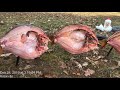 how to cook the fish in iraqi style maskof nice and good