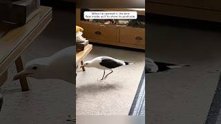 This man saves a seagull and gets an unexpected friend