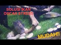 SOLUSI IKAN OSCAR DIAM DAN REBAHAN DI POJOKAN #oscar