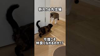 三度目の遭遇！今度こそ距離は縮まる！？【保護猫】　#shorts #猫のいる暮らし #子猫 #先住猫と新入り子猫 #ねこ動画