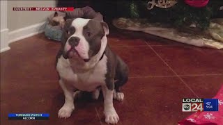 Controversy over dog shot in Byhalia