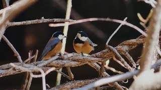 (*ˊᵕˋ*) 可愛い ヤマガラ。April 8,2018