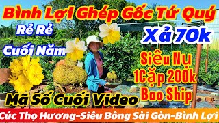 31/12☎️0387029933☎️🌲MAI VÀNG CHƠI TẾT GIÁ RẺ🌲cúc thọ hương-SB bình lợi gốc tứ quý 70k-Sài Gòn xả rẻ🌲