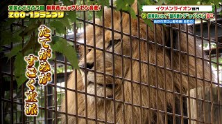 飼育員いわく“国内断トツ”のイケメン・臼三［長野市茶臼山動物園］『ZOO-1グランプリ』11/30(火)【TBS】