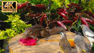 Entertainment for Cats 🐿️ Birds & Squirrels Compete in Fruit Eating Fun  🐦4K HDR Ad-Free