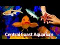 Central Coast Aquarium In Avila Beach California