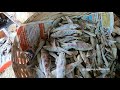 export quality dry fish from tuticorin