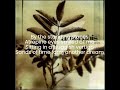 Amorphis - Summer's End (lyrics)