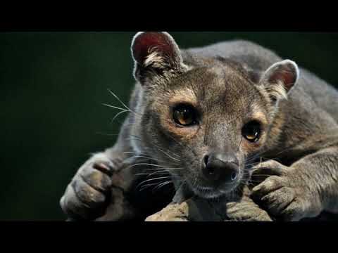 How many species of fossa are there?
