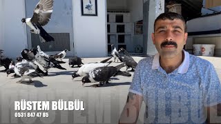 Saya Güvercin Sohbeti Rüstem Bülbül (Başkan)