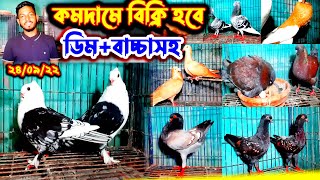 কমের চেয়েও কম দামে বিক্রি হবে ৩০ জোড়া ফেন্সি কবুতর | হাই কোয়ালিটি কবুতর কিনুন খামার থেকে |