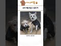 심쿵사 가능한 귀여운 동물 모음 182탄