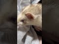 世界一可愛いことをしてしまったフェレット🥰 ferret shorts もなかときなこ