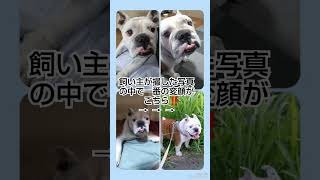 愛犬の変顔ナンバーワンがこちら‼️#shorts#犬#ブルドッグ