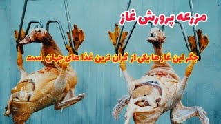 مزرعه پرورش غاز :فراوری و پرورش غاز و گوشت غاز در یک مزرعه زیبا !؟