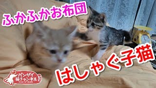 ふかふかお布団にはしゃぐ子猫。飛び跳ねてじゃれあいます。