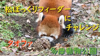 24.01 多摩動物公園 レッサーパンダ タオファ 松ぼっくリンゴにチャレンジ