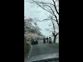 sakura @kaizu osaki　～shiga part 1