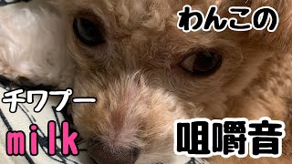 チワプーmilkオモチャを噛む咀嚼音【チワプー、MIX、咀嚼音、わんこ、犬】