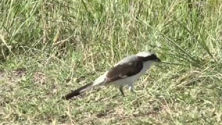 KenyaMasaiMara PMsafariLIVE 7 May 2017 Grey backed Fiscal