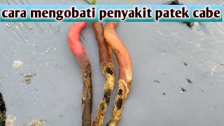 Cara mengobati penyakit Patek cabe / ANTRAKNOSA