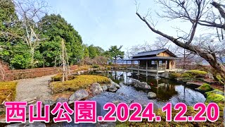 福井県の西山公園をウオーキング ３６０度動画、 2024.12.20