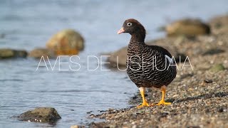 Aves de Ushuaia