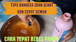 CARA BIBIS PAKAN NILA AGAR CEPAT PANEN || 2000 EKOR NILA DI KOLAM KONVENSIONAL