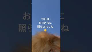 2歳ポメラニアン空太の成長日記〜嵐にもマケズ、サクラさんはボクを待っていてくれた🐶🌸〜#2024.4.10#shorts#ポメラニアン#ポメラニアン空太#癒し#もふもふ#いぬのきもち#桜#満開の桜