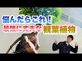 【精霊が宿る木】丈夫で育てやすくかっこいい！ガジュマルの育て方【観葉植物】【運気アップ】