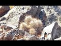 Are we here for the Cactus or the Rocks?! (Mountain trip part 2)