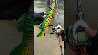 মাছের ব্যবহার করে মাছ ধরা | Fishing using fish. #shorts #factshorts #fish #fishing