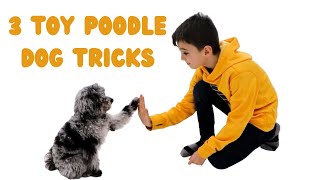 Toy Poodle Dog Tricks | 3 Easy Dog Tricks Kids Can Teach A Puppy! (Cutest Toy Poodle!)
