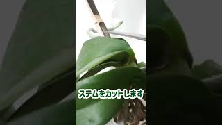 胡蝶蘭のビニール空中栽培